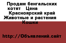 Продам бенгальских котят › Цена ­ 15 000 - Красноярский край Животные и растения » Кошки   